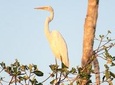 Bird Watching Tour Huatulco HT