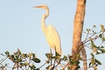 Bird Watching Tour Huatulco HT