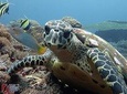 Snorkeling at Tulamben USAT Liberty Wreck