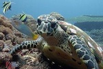 Snorkeling at Tulamben USAT Liberty Wreck