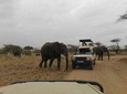 12 Days Amazing Tanzania Wildlife and Cultural Experience