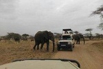 12 Days Amazing Tanzania Wildlife and Cultural Experience