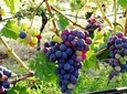 Vienna Woods Wine Tour - Wines, Vines & Good Times!
