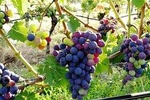 Vienna Woods Wine Tour - Wines, Vines & Good Times!