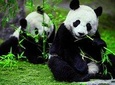 Private Chengdu Day Tour To The Giant Panda Base
