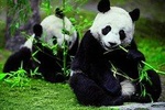 Private Chengdu Day Tour To The Giant Panda Base