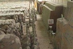 Half-day tour to the Terra Cotta Army Museum with great flexibility