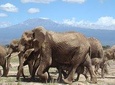 Amboseli Day Tour 