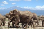 Amboseli Day Tour 