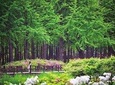 ❃ (Free meal !!) Nami Island & Petite France One-Day Tour