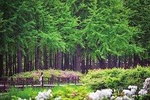 ❃ (Free meal !!) Nami Island & Petite France One-Day Tour