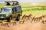 3 Days Tanzania Safari