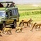 3 Days Tanzania Safari