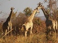 Rhino & Nature walk in the Musiotunya National Park