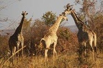 Rhino & Nature walk in the Musiotunya National Park