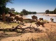 Tarangire National Park Day Trip
