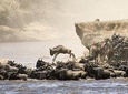 5 Days 4 Nights Tarangire, Serengeti , Ngorongoro & Manyara Wildlife Safari 