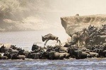 5 Days 4 Nights Tarangire, Serengeti , Ngorongoro & Manyara Wildlife Safari 