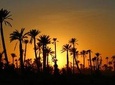 Camel ride at sunset in the palm grove of Marrakech