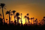 Camel ride at sunset in the palm grove of Marrakech