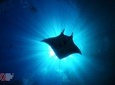 Scuba Diving with Manta Rays at Nusa Penida and Lembongan