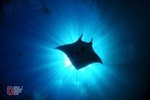 Scuba Diving with Manta Rays at Nusa Penida and Lembongan