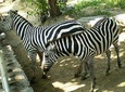 Beijing Private Tour to Temple of Heaven, Panda House and Summer Palace