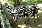 Beijing Private Tour to Temple of Heaven, Panda House and Summer Palace
