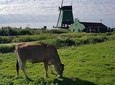 Amsterdam City & Countryside Tour: The Best of both Worlds