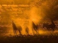 MIKUMI NATIONAL PARK - 3 Days