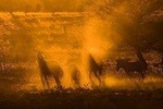 MIKUMI NATIONAL PARK - 3 Days