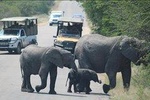 Kruger National Park Safari with Panorama 4 Days Private 