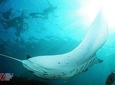 Snorkelling with Manta Rays