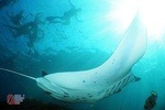 Snorkelling with Manta Rays