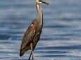  Fayoum Full Day tour Bird Watching 