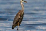  Fayoum Full Day tour Bird Watching 