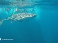 Snorkeling in Catalina Islands