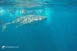 Snorkeling in Catalina Islands