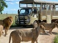 Pilanesberg Nature Reserve & Lion & Rhino Park Private 
