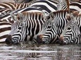 4-Day Serengeti & Ngorongoro Safari