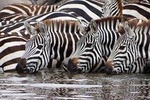 4-Day Serengeti & Ngorongoro Safari