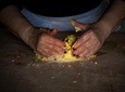 Homemade fresh pasta cooking