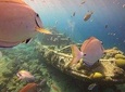 Discover Scuba Dive
