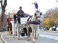 Horse Carriage Tour in New York City's Central Park Small Loop