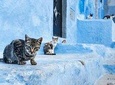 Day Trip from Fes to Chefchaouen