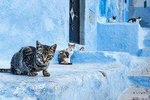 Day Trip from Fes to Chefchaouen