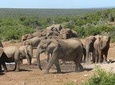 Addo Elephant Morning Safari (Half Day)