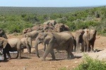 Addo Elephant Morning Safari (Half Day)