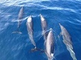 Dolphin and Snorkeling trip with CostaRican Companys