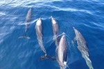 Dolphin and Snorkeling trip with CostaRican Companys